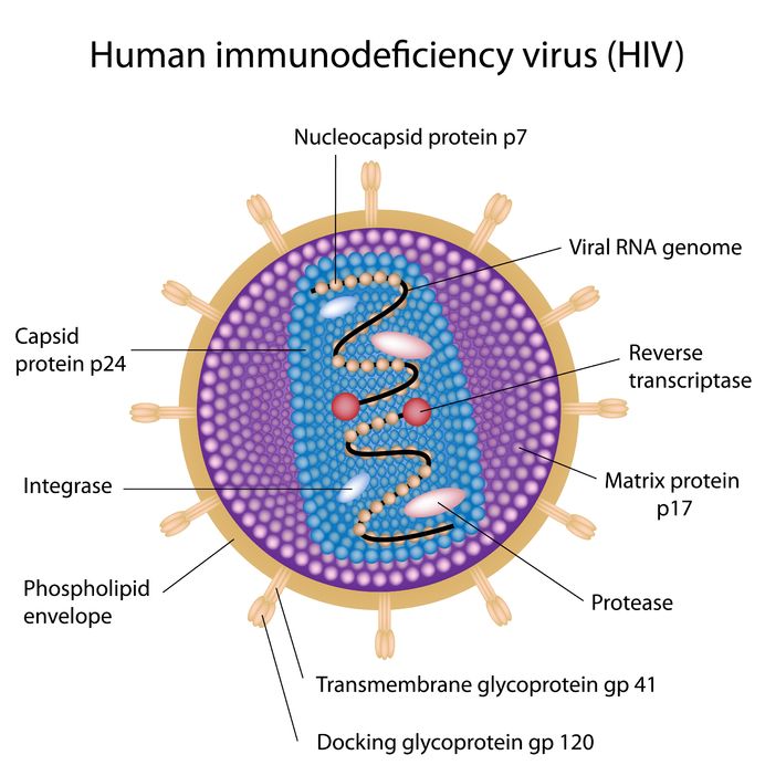 drawn image of HIV virus